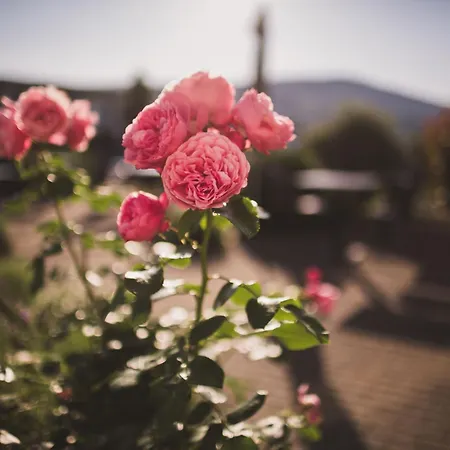 Weingut Gehlen-cornelius Szálloda 3*