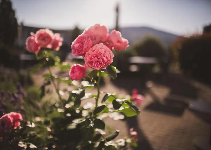 温格特格伦 - 科尼利厄斯酒店 酒店 3*